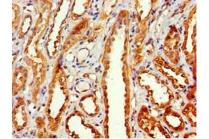Immunohistochemistry of paraffin-embedded human kidney tissue using ABIN7160642 at dilution of 1:100 (MTMR14 抗体  (AA 1-280))