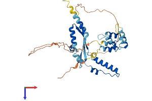 DEDD2 Protein (AA 1-330) (His tag)