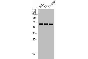 Western blot analysis of HELA KB SH-SY5Y lysis using RRS1 antibody. (RRS1 抗体  (Internal Region))