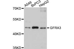 Western blot analysis of extracts of various cell lines, using GFRA3 antibody (ABIN5975777) at 1/1000 dilution. (GFRA3 抗体)