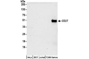 Western Blotting (WB) image for anti-CD27 Molecule (CD27) (AA 50-100) antibody (ABIN7453056)