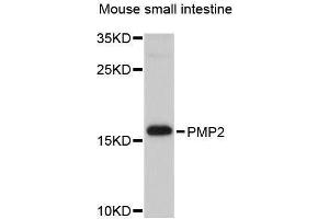 Western blot analysis of extracts of mouse small intestine, using PMP2 antibody (ABIN5995706) at 1/1000 dilution. (PMP2 抗体)