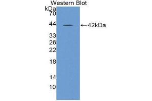 Western Blotting (WB) image for anti-Nuclear Factor kappa B (NFkB) (AA 805-892) antibody (ABIN1980478) (NFkB 抗体  (AA 805-892))