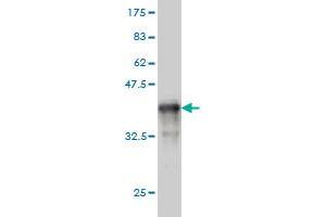 Western Blot detection against Immunogen (36. (TXNL1 抗体  (AA 190-289))