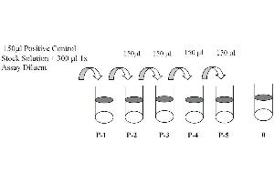 This picture shows the preparation of the positive control. (TYK2 ELISA 试剂盒)