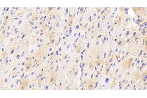 Detection of ADPN in Porcine Cardiac Muscle Tissue using Polyclonal Antibody to Adiponectin (ADPN) (ADIPOQ 抗体  (AA 17-243))