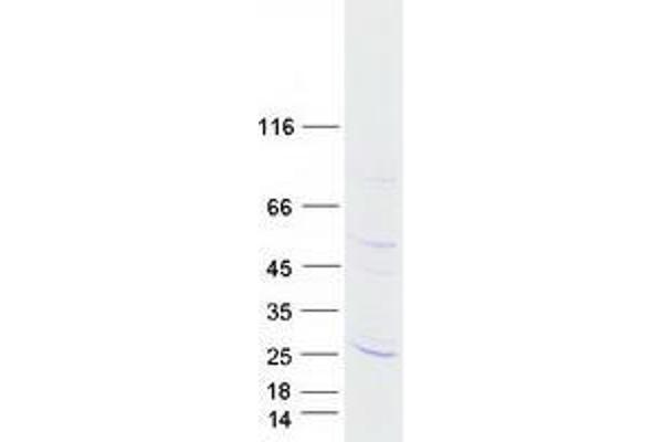 TMEM126A Protein (Myc-DYKDDDDK Tag)