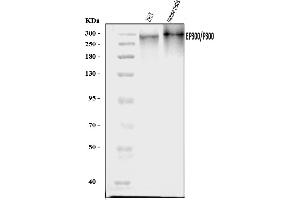 Western blot analysis of KAT3B/P300/EP300 using anti-KAT3B/P300/EP300 antibody (ABIN7603064).