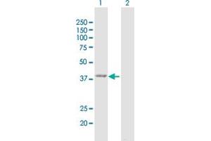Western Blot analysis of GMDS expression in transfected 293T cell line by GMDS MaxPab polyclonal antibody. (GMDS 抗体  (AA 1-372))
