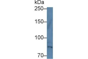 Western Blot; Sample: Human Hela cell lysate; Primary Ab: 1µg/ml Rabbit Anti-Human TEC Antibody Second Ab: 0. (Tec Protein Tyrosine Kinase (TEC) (AA 370-623) 抗体)
