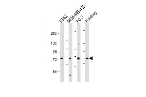 All lanes : Anti-DVL1 Antibody (Center) at 1:2000 dilution Lane 1: K562 whole cell lysates Lane 2: MDA-MB-453 whole cell lysates Lane 3: PC-3 whole cell lysates Lane 4: human kidney lysates Lysates/proteins at 20 μg per lane.