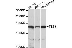 Western blot analysis of extracts of various cell lines, using TET3 antibody (ABIN2560356) at 1:1000 dilution. (TET3 抗体)