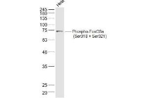 Hela lysates probed with Phospho-FoxO3a (Ser318 + Ser321) Polyclonal Antibody, Unconjugated  at 1:500 dilution and 4˚C overnight incubation. (FOXO3 抗体  (pSer318, pSer321))