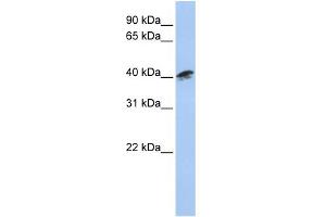 WB Suggested Anti-ACTR1A Antibody Titration: 0. (ACTR1A 抗体  (Middle Region))