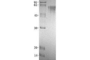 Western Blotting (WB) image for Complement Decay-Accelerating Factor (CD55) (Transcript Variant 1) protein (His tag) (ABIN2713742)