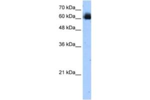 Western Blotting (WB) image for anti-V-Rel Reticuloendotheliosis Viral Oncogene Homolog B (RELB) antibody (ABIN2462719) (RELB 抗体)