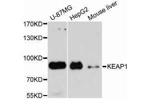 Western blot analysis of extracts of various cell lines, using KEAP1 antibody. (KEAP1 抗体)