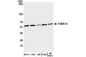 Western Blotting (WB) image for anti-alpha Tubulin (TUBA1) (AA 175-225) antibody (ABIN7452571)