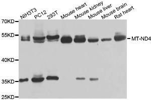 Western blot analysis of extracts of various cell lines, using MT-ND4 antibody. (Mitochondrially Encoded NADH Dehydrogenase 4 (MT-ND4) 抗体)