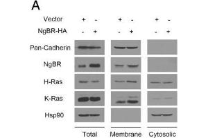 Western Blotting (WB) image for anti-HRas proto-oncogene, GTPase (HRAS) (C-Term) antibody (ABIN2857002)
