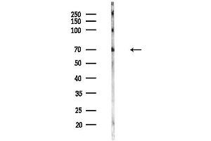 Western blot analysis of lysates from Mouse testis, using SLC6 Antibody at 1/1000 dilution.