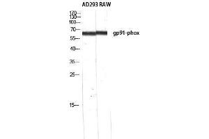 Western Blotting (WB) image for anti-Cytochrome B-245, beta Polypeptide (CYBB) (C-Term) antibody (ABIN3184824) (CYBB 抗体  (C-Term))