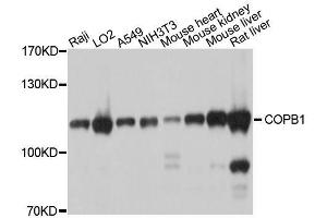 Western blot analysis of extracts of various cell lines, using COPB1 antibody. (COPB1 抗体  (AA 460-740))