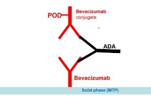 Image no. 1 for Bevacizumab Antibody ELISA Kit (ABIN2862661) (Bevacizumab Antibody ELISA 试剂盒)