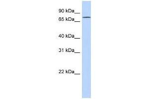 FLJ20433 antibody used at 1 ug/ml to detect target protein. (EXD3 抗体  (N-Term))
