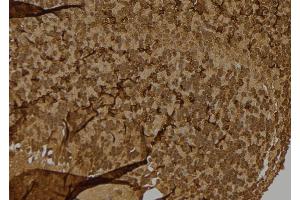 ABIN6276779 at 1/100 staining Mouse brain tissue by IHC-P. (s100a4 抗体  (C-Term))