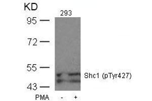 Western blot analysis of extracts from 293 cells untreated or treated with PMA using Shc1(Phospho-Tyr427) Antibody. (SHC1 抗体  (pTyr427))