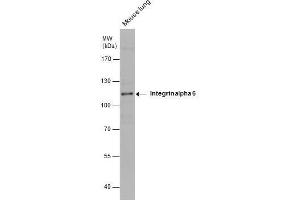 WB Image Mouse tissue extract (50 μg) was separated by 7. (ITGA6 抗体  (Internal Region))