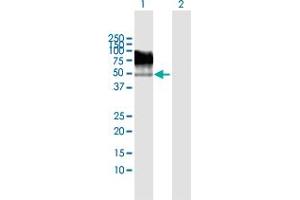 Western Blot analysis of TRIM55 expression in transfected 293T cell line by TRIM55 MaxPab polyclonal antibody.