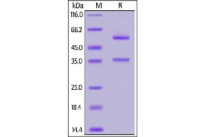 Human Glypican 2, Fc Tag on  under reducing (R) condition. (GPC2 Protein (AA 24-553) (Fc Tag))