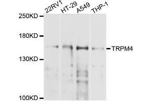 Western blot analysis of extracts of various cells, using TRPM4 antibody. (TRPM4 抗体)