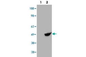 HEK293 overexpressing BHMT and probed with BHMT polyclonal antibody  (mock transfection in first lane), tested by Origene. (BHMT 抗体  (C-Term))