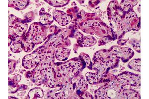 Anti-MED28 antibody IHC of human placenta. (MED28 抗体  (Internal Region))
