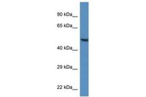 Image no. 1 for anti-Tripartite Motif Containing 11 (TRIM11) (AA 383-432) antibody (ABIN6746214) (TRIM11 抗体  (AA 383-432))