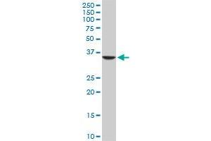 SEPT3 monoclonal antibody (M03), clone 4D8. (Septin 3 抗体  (AA 236-345))