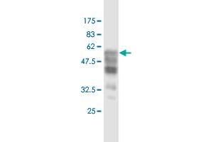 Western Blot detection against Immunogen (60. (Synaptophysin 抗体  (AA 1-313))