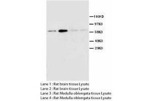 Image no. 1 for anti-Cholinergic Receptor, Muscarinic 2 (CHRM2) (AA 451-466) antibody (ABIN1493466) (Muscarinic Acetylcholine Receptor M2 抗体  (AA 451-466))
