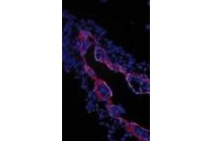 Immunohistochemical staining of extraembryonic membranes from stage 16 chick embryos using  TGFβIII receptor antibody. (TGFBR3 抗体  (Extracellular Domain))