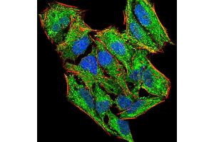 Immunofluorescence analysis of Hela cells using LHR-29 mouse mAb (green).