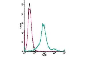Cell surface detection of CCR7 receptor α by indirect flow cytometry in live intact mouse  microglia cells:  + goat-anti-rabbit-FITC. (CCR7 抗体  (Extracellular))