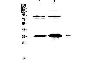 Western blot analysis of IL33 using anti-IL33 antibody . (IL-33 抗体  (AA 102-264))
