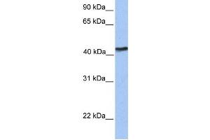 Western Blotting (WB) image for anti-IGF-like family receptor 1 (IGFLR1) antibody (ABIN2459336) (IGF-like family receptor 1 (IGFLR1) 抗体)