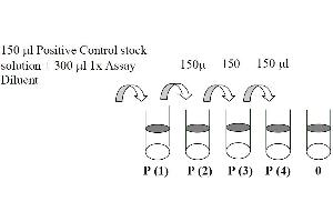 This picture shows the preparation of the positive control. (STAT3 ELISA 试剂盒)