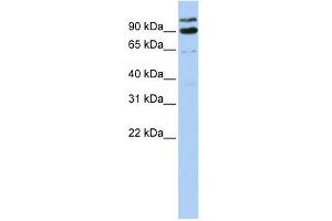 LONRF3 antibody used at 1 ug/ml to detect target protein. (LONRF3 抗体  (Middle Region))