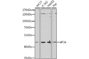 Western blot analysis of extracts of various cell lines, using eIF3e antibody (ABIN6127836, ABIN6140059, ABIN6140060 and ABIN6221101) at 1:1000 dilution. (EIF3E 抗体  (AA 1-445))