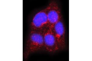 IF analysis of FLOT2 using anti-FLOT2 antibody (ABIN7600242). (Flotillin 2 抗体  (AA 169-344))